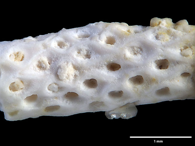 Senckenberg, Bryozoa, Bryozoen, Moostierchen, Sammlung Voigt