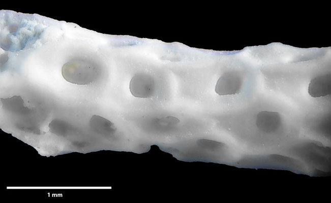 Senckenberg, Bryozoa, Bryozoen, Moostierchen, Sammlung Voigt