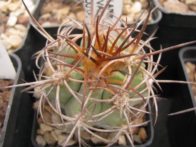 New spines in june 2017.it's a 7 years plant