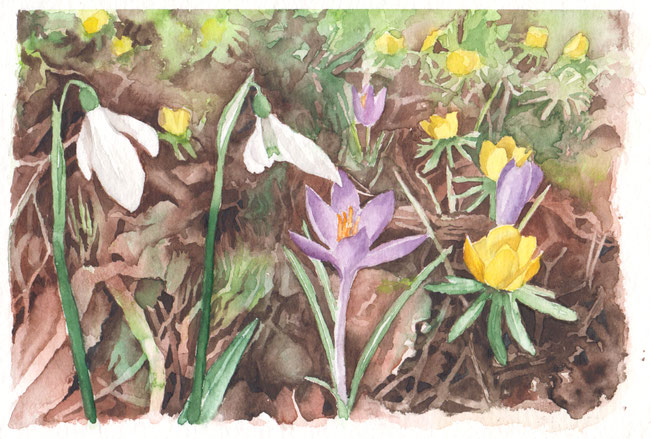 Aquarellbild "Frühlingspfad im Botanischen Garten": Schneeglöckchen, Krokusse und Winterlinge in einem Beet