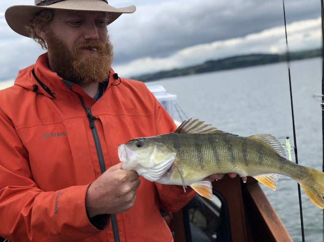 Egli fischen im Murtensee, Barschangeln mit Spinnköder, Fischen vom Boot, Angeln