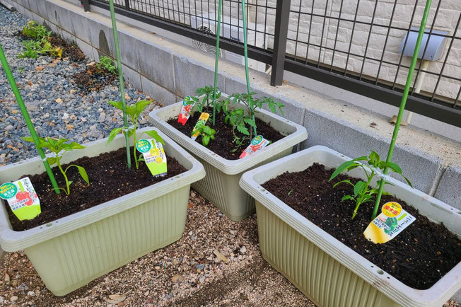 トマト、ピーマン、パプリカを植えたプランター