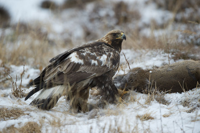 Steinadler