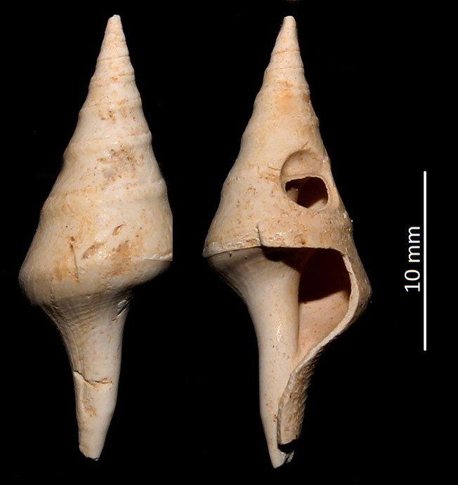 Clavatula cfr. semimarginata, Miocene dell'Aquitania, danneggiata