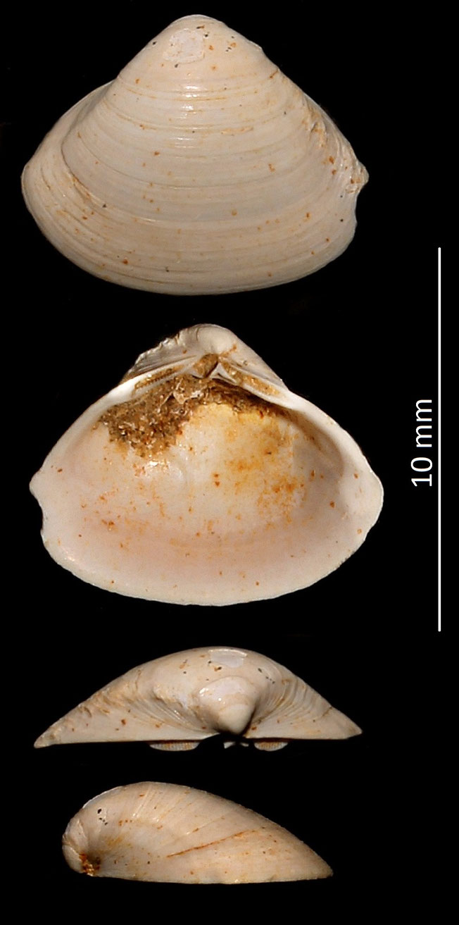 Spisula subtruncata var. triangula, Miocene dell'Aquitania