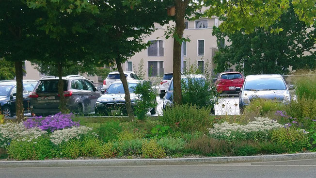 Mit Kies gemulchte öffentliche Rabatte