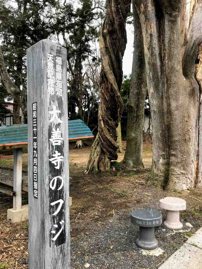 郡山市 大善寺のフジ