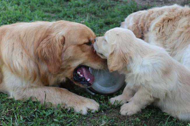 Golden retriever adulto e golden retriever cucciolo dell allevamento Goldenflame a Torino.