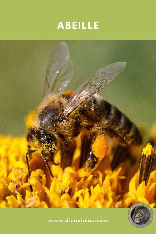 abeille animaux par A