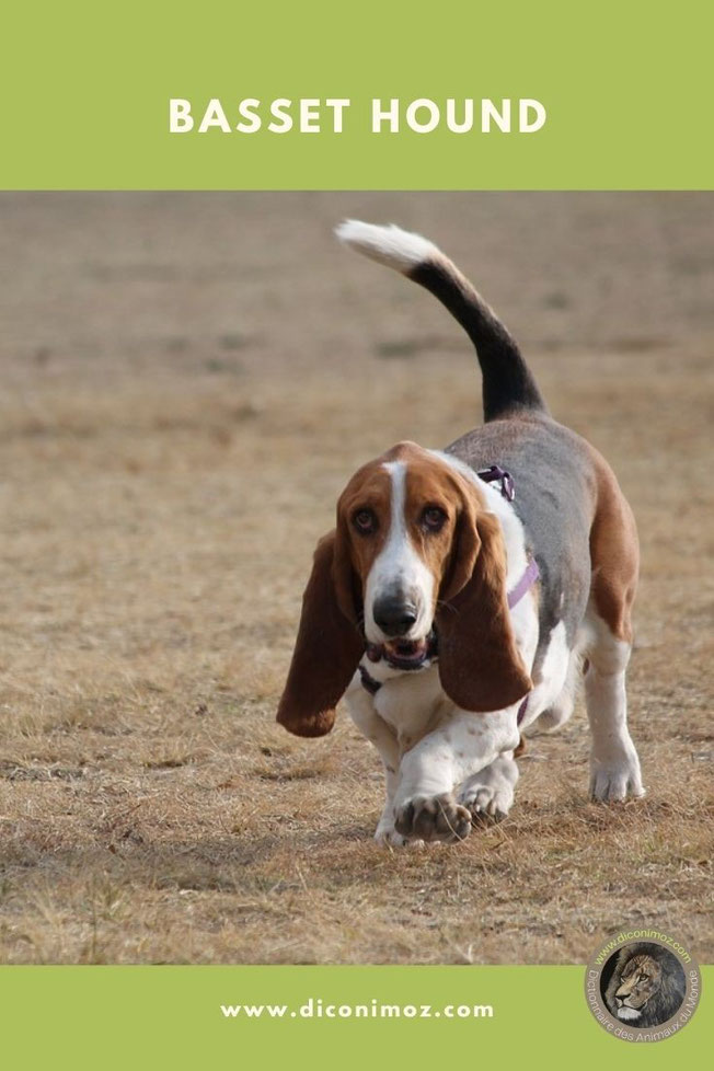 basset hound fiche animaux chiens race