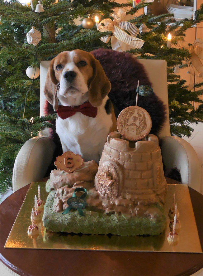 Little King Arthur, Bagio Boss Gintarine Fortuna * Lord James *, Czarnowsky , Beagle, Beagle, Beagle, Beagle, Beagle