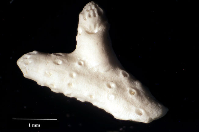 Senckenberg, Bryozoa, Bryozoen, Moostierchen, Sammlung Voigt