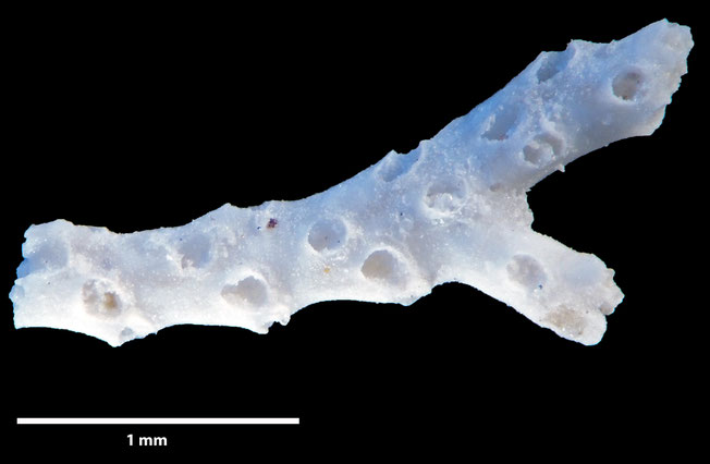 Senckenberg, Bryozoa, Bryozoen, Moostierchen, Sammlung Voigt