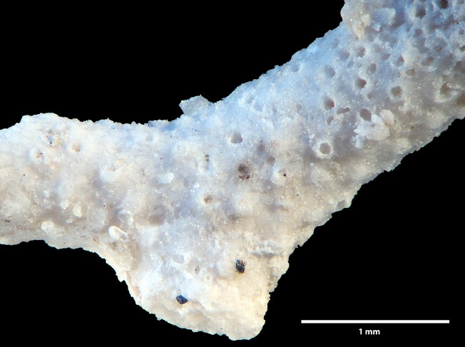 Senckenberg, Bryozoa, Bryozoen, Moostierchen, Sammlung Voigt