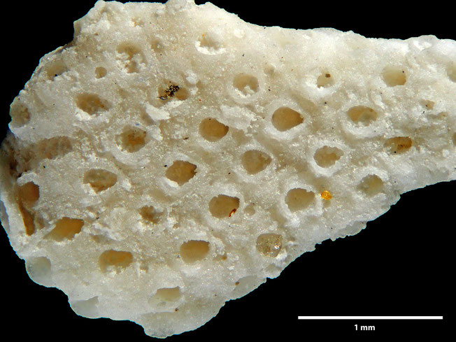 Senckenberg, Bryozoa, Bryozoen, Moostierchen, Sammlung Voigt