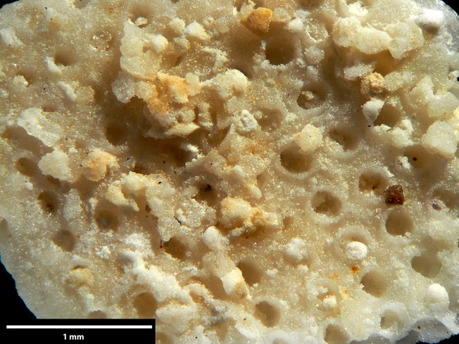Senckenberg, Bryozoa, Bryozoen, Moostierchen, Sammlung Voigt