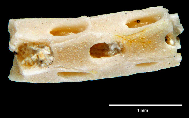 Senckenberg, Bryozoa, Bryozoen, Moostierchen, Sammlung Voigt