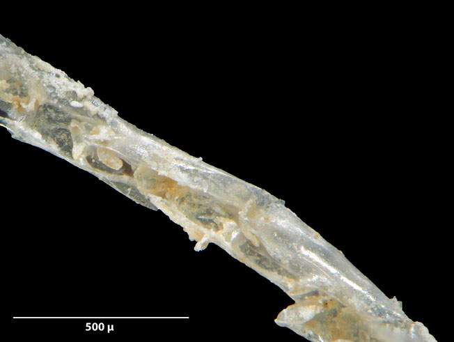 Senckenberg, Bryozoa, Bryozoen, Moostierchen, Sammlung Voigt