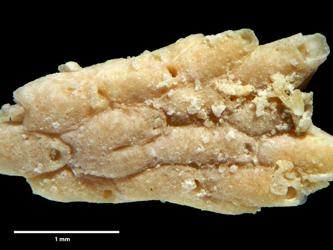 Senckenberg, Bryozoa, Bryozoen, Moostierchen, Sammlung Voigt
