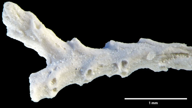 Senckenberg, Bryozoa, Bryozoen, Moostierchen, Sammlung Voigt