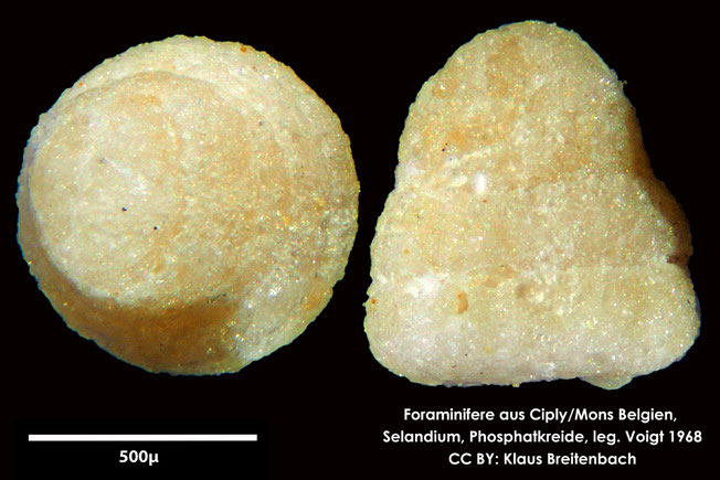 Foraminifere, Foraminifera, Bryozoa, Senckenberg, fossil, Ciply Mons, Selandium
