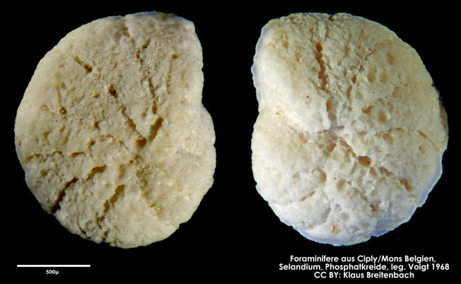Foraminifere, Foraminifera, Bryozoa, Senckenberg, fossil, Ciply Mons, Selandium