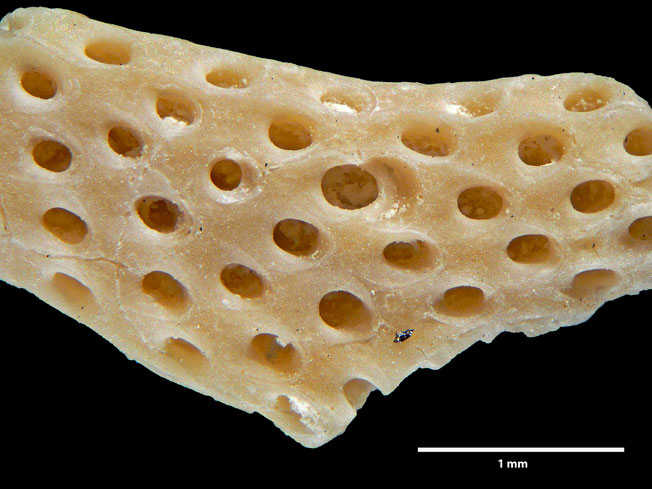 Senckenberg, Bryozoa, Bryozoen, Moostierchen, Sammlung Voigt