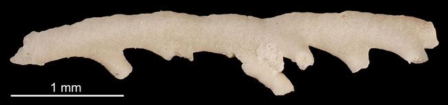 Senckenberg, Bryozoa, Bryozoen, Moostierchen, Sammlung Voigt