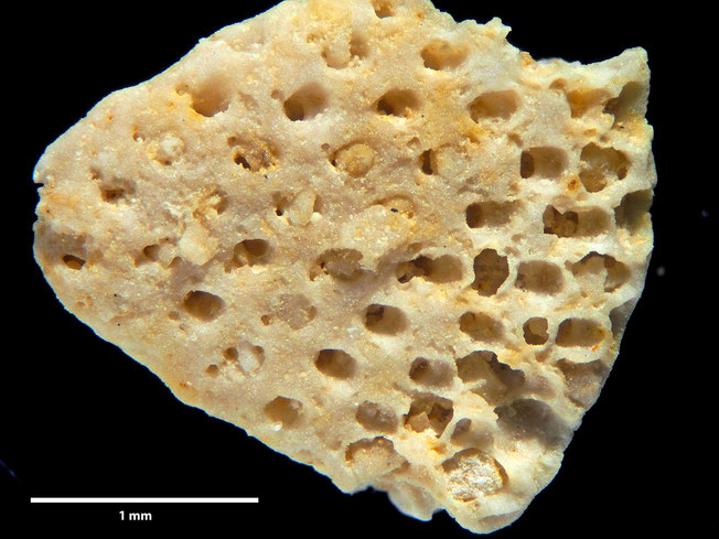 Senckenberg, Bryozoa, Bryozoen, Moostierchen, Sammlung Voigt
