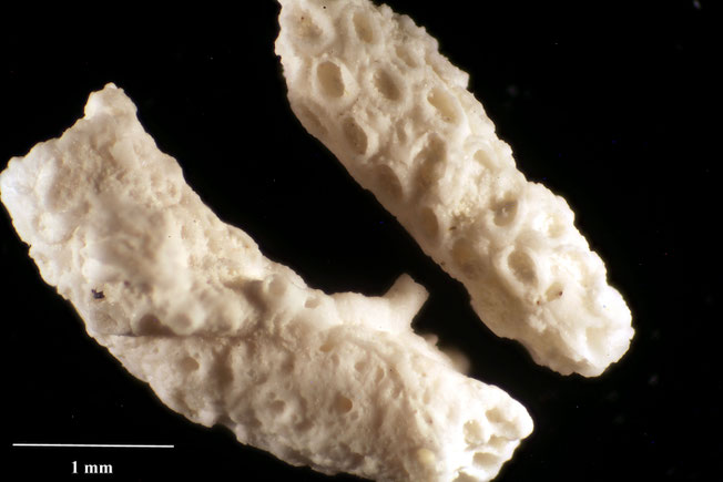 Senckenberg, Bryozoa, Bryozoen, Moostierchen, Sammlung Voigt