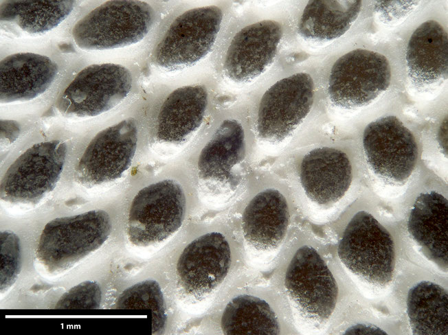 Senckenberg, Bryozoa, Bryozoen, Moostierchen, Sammlung Voigt