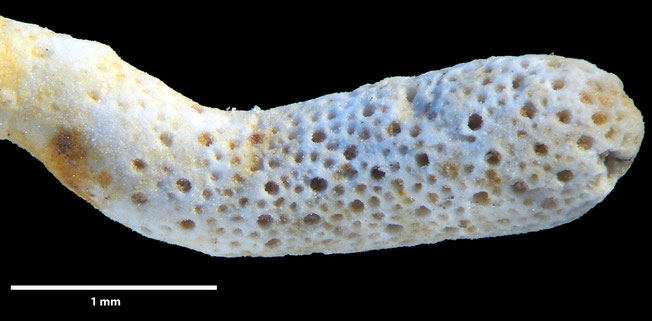 Senckenberg, Bryozoa, Bryozoen, Moostierchen, Sammlung Voigt