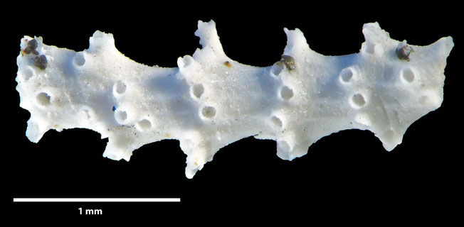 Senckenberg, Bryozoa, Bryozoen, Moostierchen, Sammlung Voigt