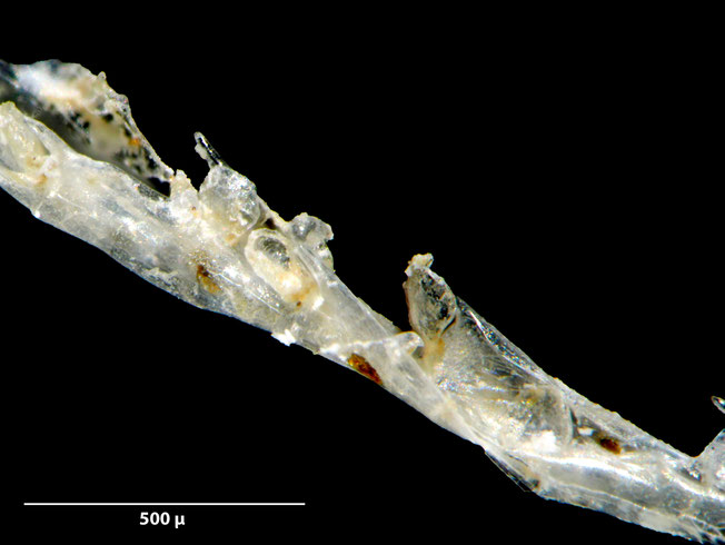 Senckenberg, Bryozoa, Bryozoen, Moostierchen, Sammlung Voigt