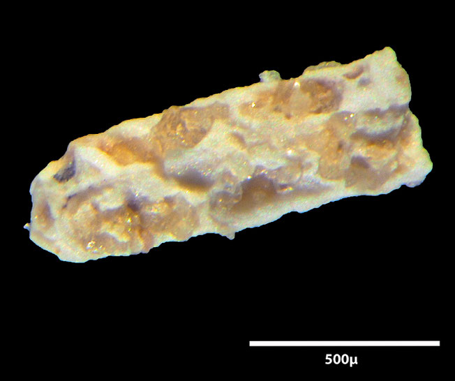 Senckenberg, Bryozoa, Bryozoen, Moostierchen, Sammlung Voigt