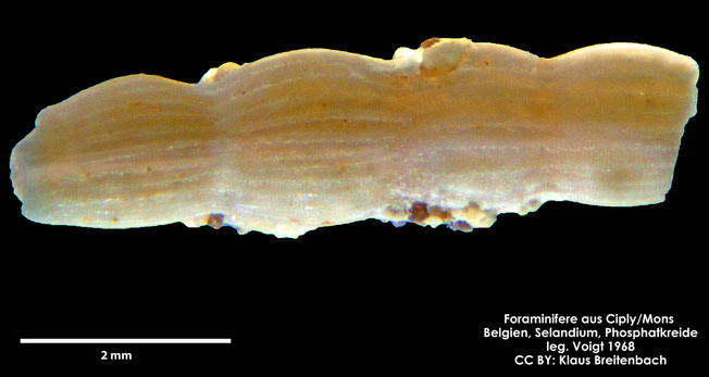 Foraminifere, Foraminifera, Bryozoa, Senckenberg, fossil, Ciply Mons, Selandium