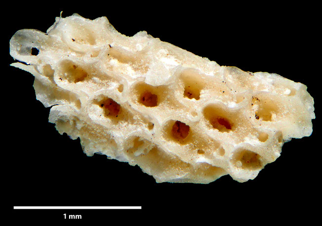 Senckenberg, Bryozoa, Bryozoen, Moostierchen, Sammlung Voigt