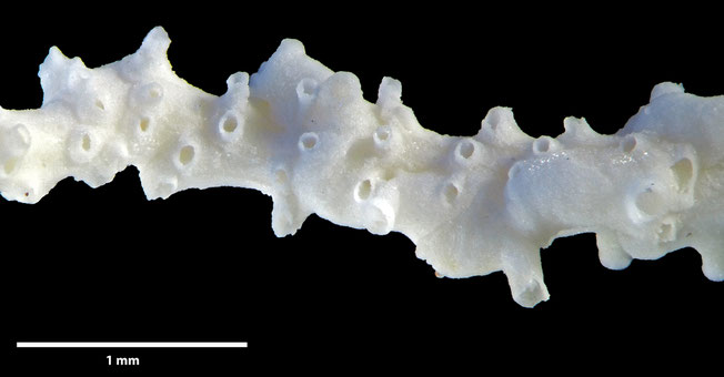 Senckenberg, Bryozoa, Bryozoen, Moostierchen, Sammlung Voigt