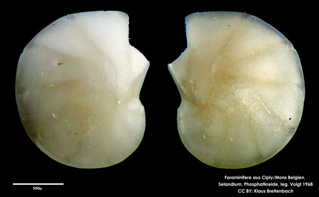 Foraminifere, Foraminifera, Bryozoa, Senckenberg, fossil, Ciply Mons, Selandium