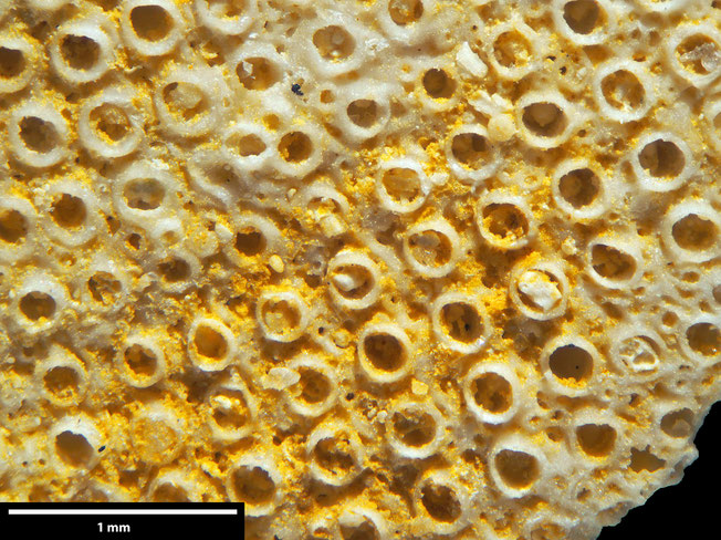 Senckenberg, Bryozoa, Bryozoen, Moostierchen, Sammlung Voigt