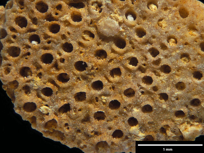 Senckenberg, Bryozoa, Bryozoen, Moostierchen, Sammlung Voigt