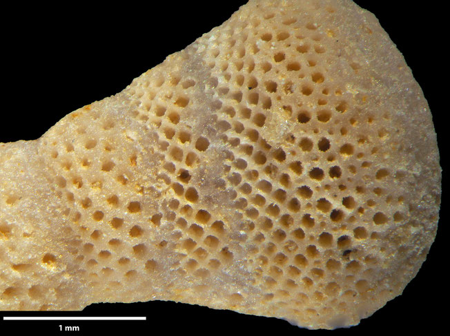 Senckenberg, Bryozoa, Bryozoen, Moostierchen, Sammlung Voigt