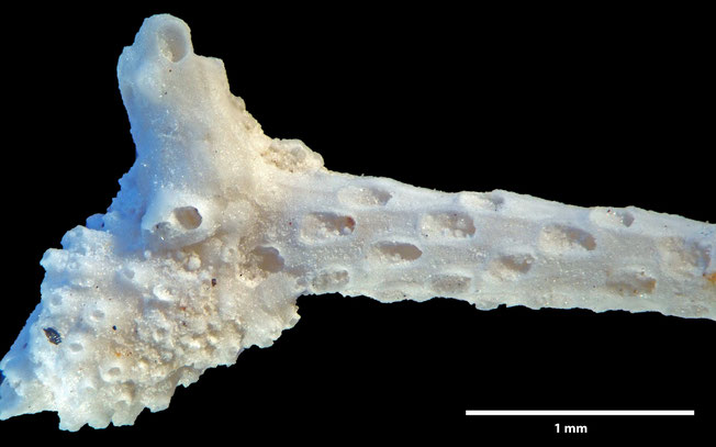 Senckenberg, Bryozoa, Bryozoen, Moostierchen, Sammlung Voigt