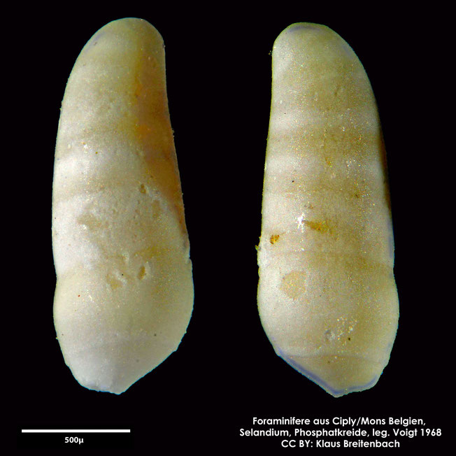 Foraminifere, Foraminifera, Bryozoa, Senckenberg, fossil, Ciply Mons, Selandium