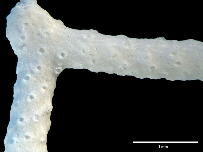 Senckenberg, Bryozoa, Bryozoen, Moostierchen, Sammlung Voigt