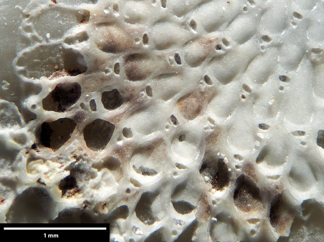 Senckenberg, Bryozoa, Bryozoen, Moostierchen, Sammlung Voigt