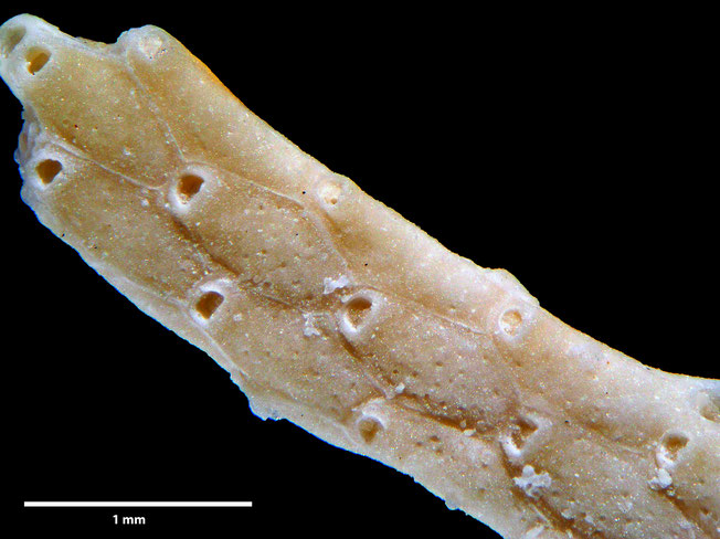 Senckenberg, Bryozoa, Bryozoen, Moostierchen, Sammlung Voigt