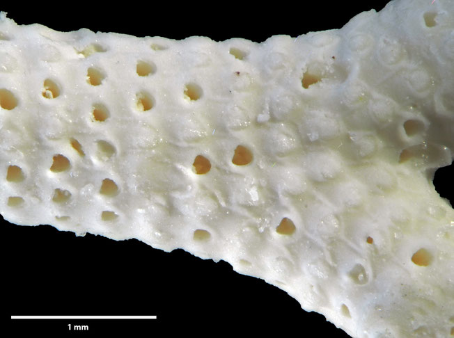 Senckenberg, Bryozoa, Bryozoen, Moostierchen, Sammlung Voigt