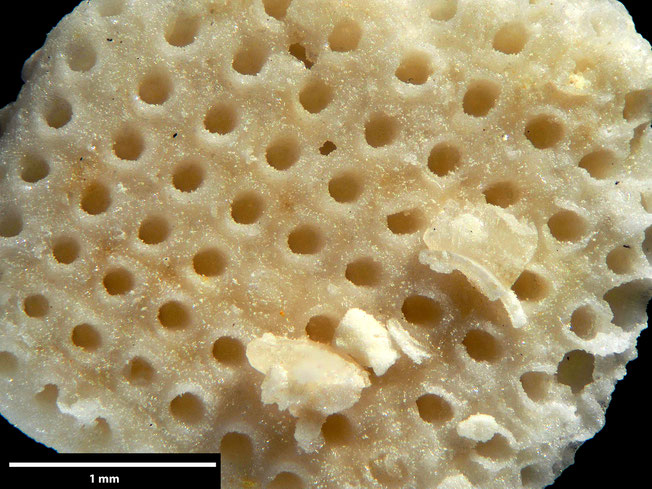 Senckenberg, Bryozoa, Bryozoen, Moostierchen, Sammlung Voigt