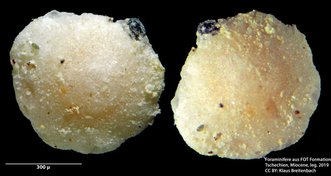 Foraminifere, Foraminifera, Bryozoa, Senckenberg,